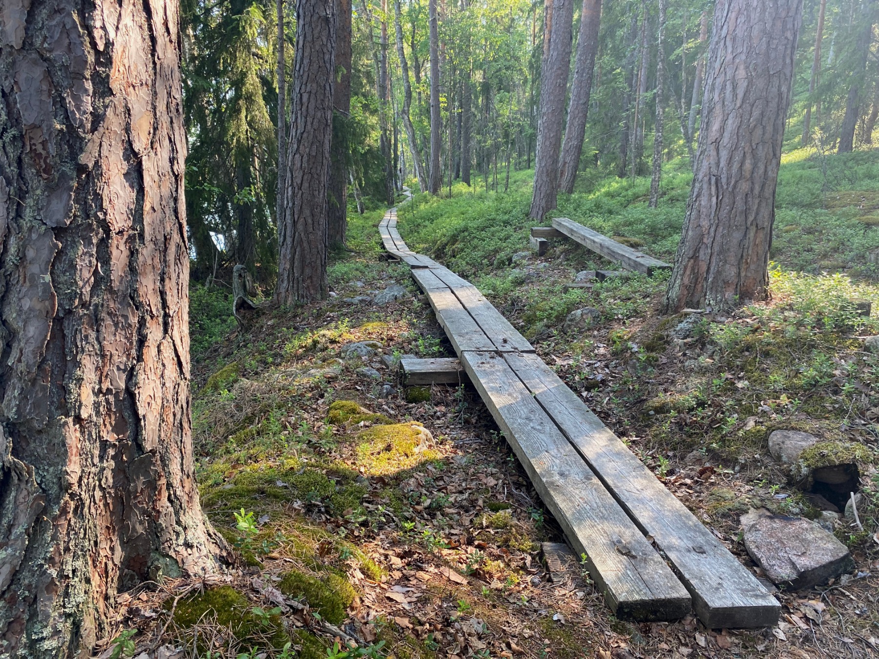 Kuvassa pitkospuut metsässä.